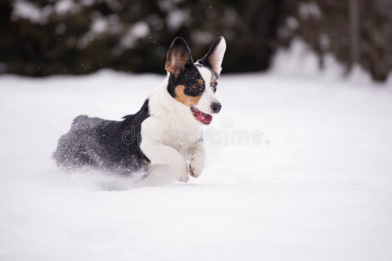 Walesisk corgikoftahund utomhus i vinter fotografering för bildbyråer Walesisk corgikoftahund utomhus i vinter fotografering för bildbyråer