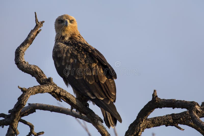 Download Walhlberg& X27 ; S Eagle Se Reposant Sur La Branche Du Ciel Bleu D'arbre Mort Photo stock - Image du ciel, aigle: 77150002