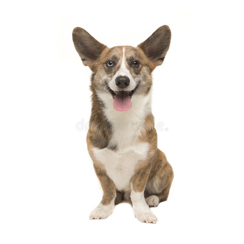 Walijski corgi pembroke dorosłego pies widzieć od frontowego obszycia ca obraz royalty free Walijski corgi pembroke dorosłego pies widzieć od frontowego obszycia ca obraz royalty free