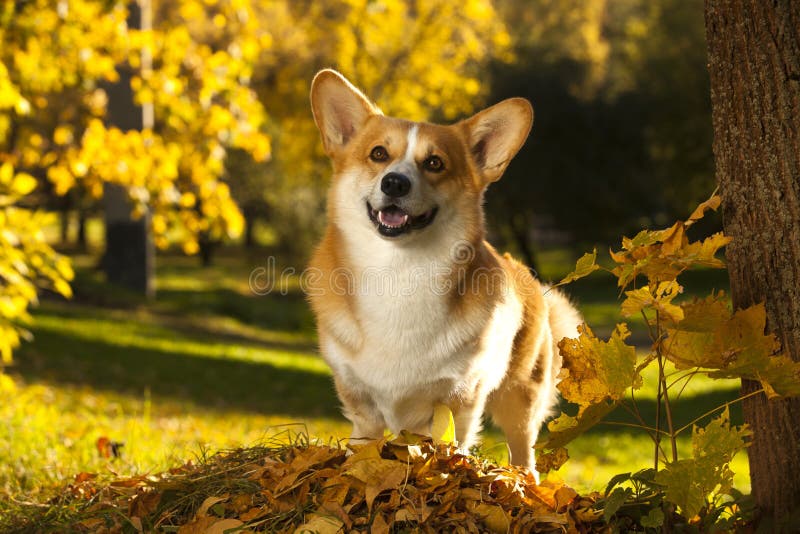 Walijski Corgi Pembroke pies zdjęcie stock Walijski Corgi Pembroke pies zdjęcie stock