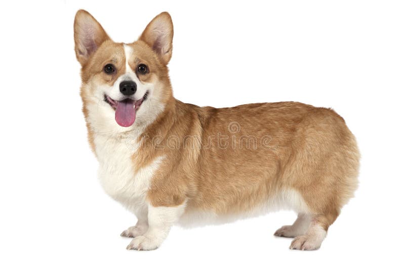 Welsh corgi Pembroke dog standing in a studio and looking forward. Welsh corgi Pembroke dog standing in a studio and looking forward