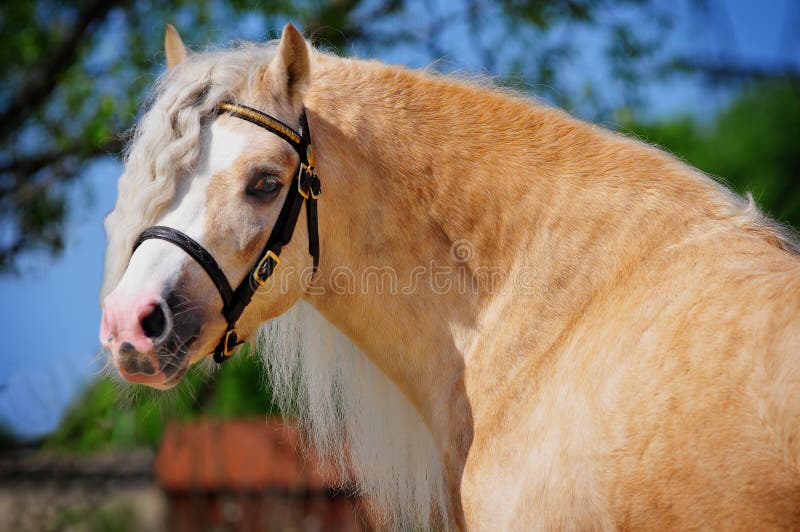 Welsh mountain pony stallion portrait. Welsh mountain pony stallion portrait