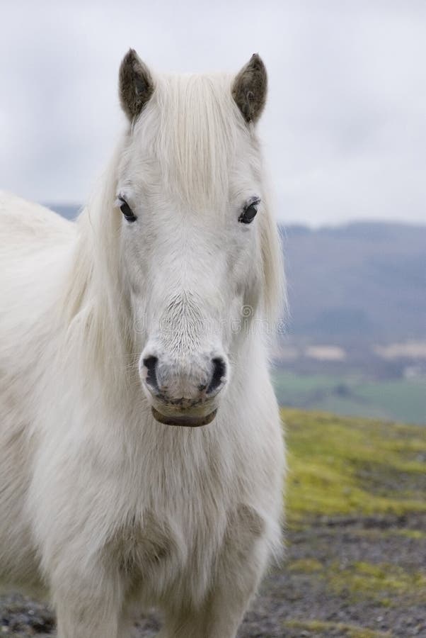 Welsh Pony, Black Mountains, Wales. The land where horses run free. Welsh Pony, Black Mountains, Wales. The land where horses run free.