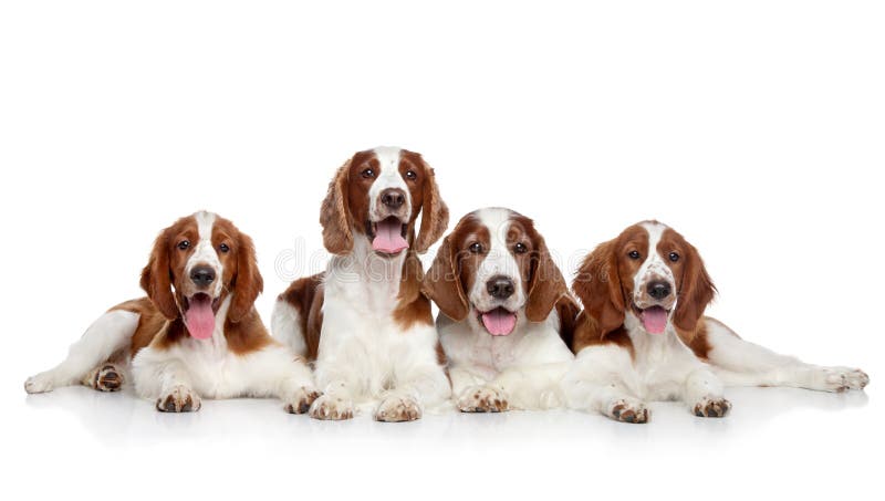 Springer Spaniels dogs posing on a white background. Springer Spaniels dogs posing on a white background