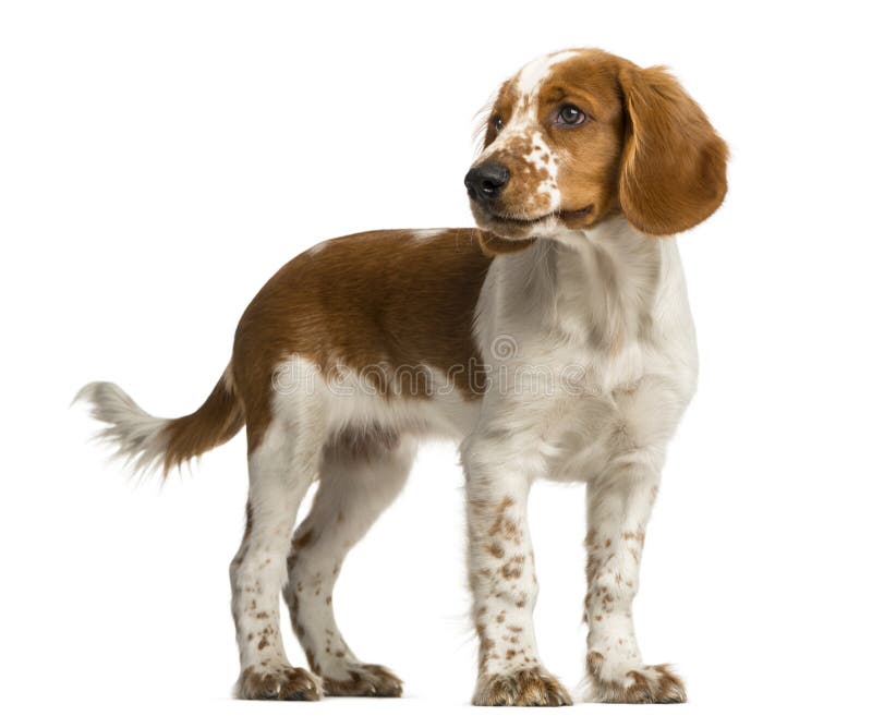 Welsh Springer Spaniel standing in front of a white background. Welsh Springer Spaniel standing in front of a white background