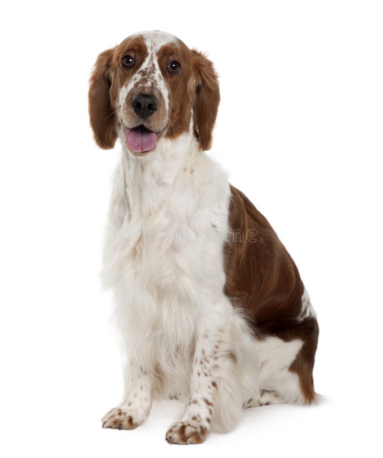 Welsh Springer spaniel, 3 years old, sitting in front of white background. Welsh Springer spaniel, 3 years old, sitting in front of white background