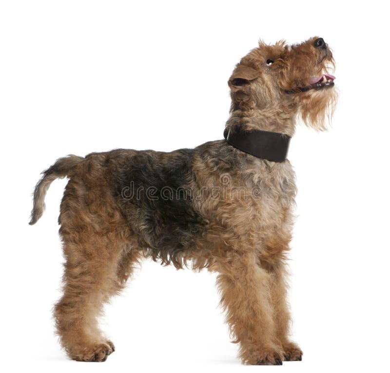 Welsh Terrier, 7 years old, standing in front of white background. Welsh Terrier, 7 years old, standing in front of white background