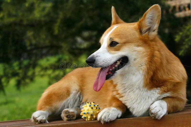 Welsh Corgi on the long chair in the park. It see companion of it in play, the expression is very lovely. Welsh Corgi on the long chair in the park. It see companion of it in play, the expression is very lovely.