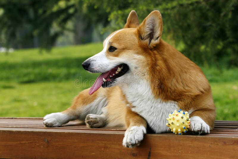 Welsh Corgi on the long chair in the park. It see companion of it in play, the expression is very lovely. Welsh Corgi on the long chair in the park. It see companion of it in play, the expression is very lovely.