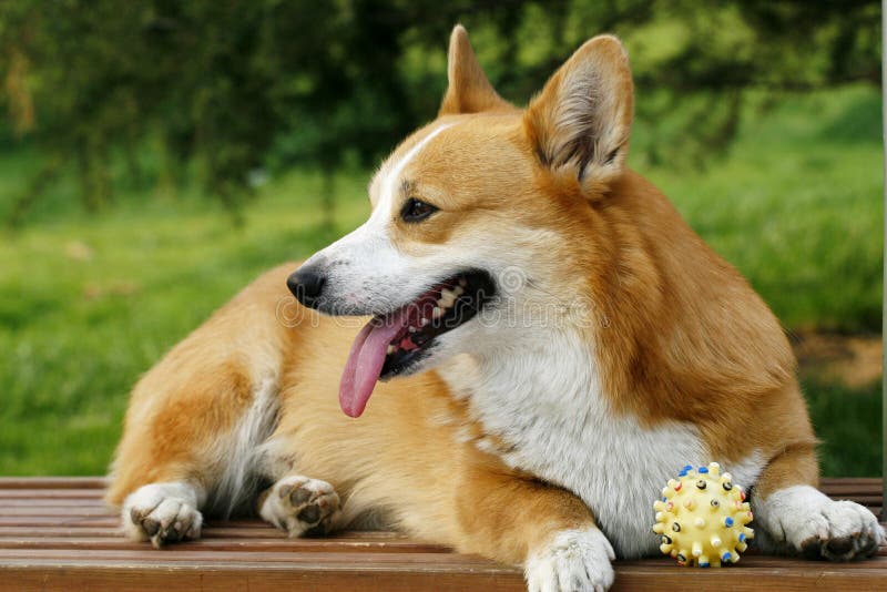 Welsh Corgi on the long chair in the park. It see companion of it in play, the expression is very lovely. Welsh Corgi on the long chair in the park. It see companion of it in play, the expression is very lovely.