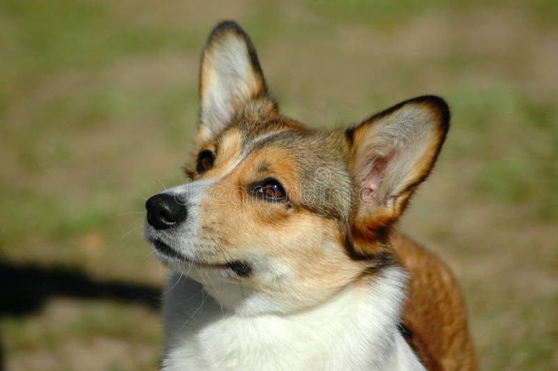 A beautiful Welsh Corgi Pembroke dog head portrait with cute expression in the face watching other dogs in the park. A beautiful Welsh Corgi Pembroke dog head portrait with cute expression in the face watching other dogs in the park