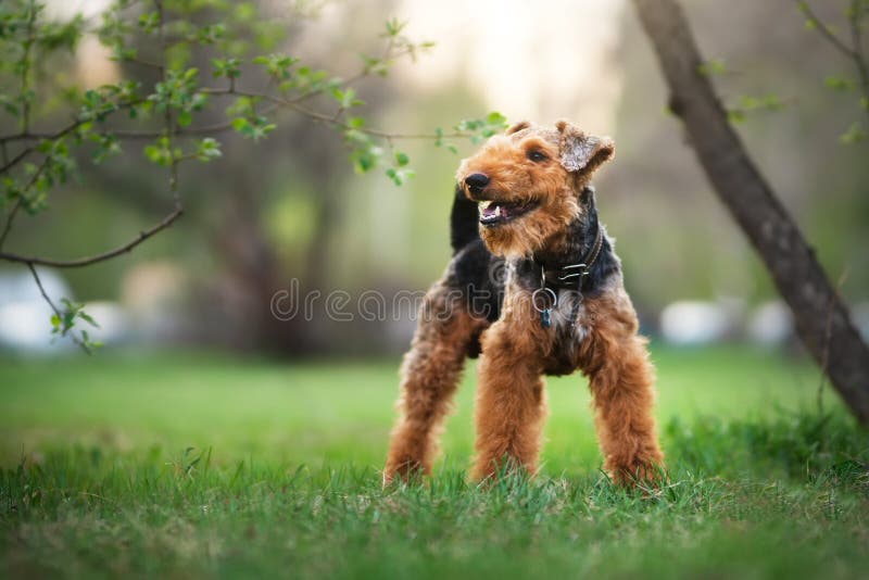 Welsh terrier outdoors. Active dog. Welsh terrier outdoors. Active dog