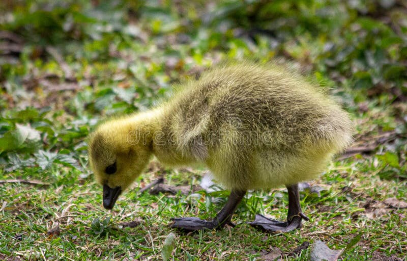 Walk along the River Dart Canadian Geese Gosling