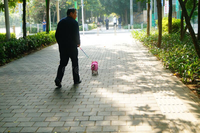 Walk The Dog, On The Sidewalk Editorial Stock Photo Image of animal