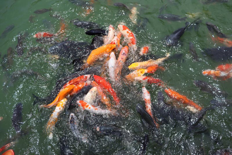 Colored Carps in a Pond Surrounded by a Tropical Park Stock Photo Image of garden, nature