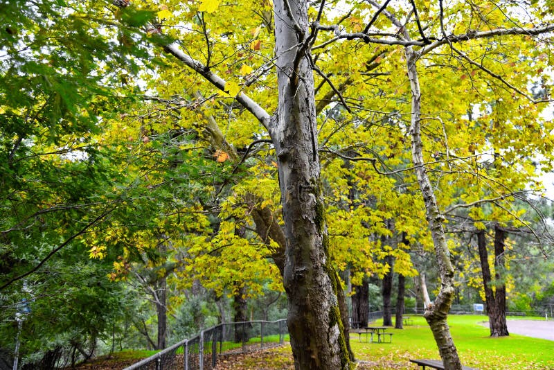Walk into the park forest stock photo. Image of walkabout 71439974