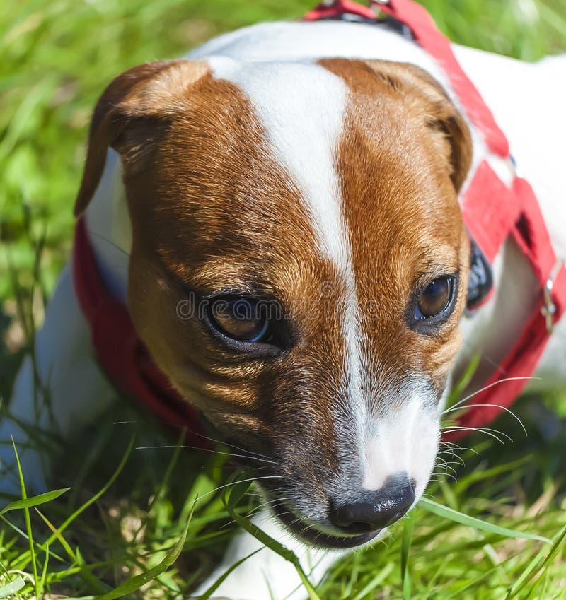 Walk in the Park Funny Cute Little Dog Leash Harness Stock Image