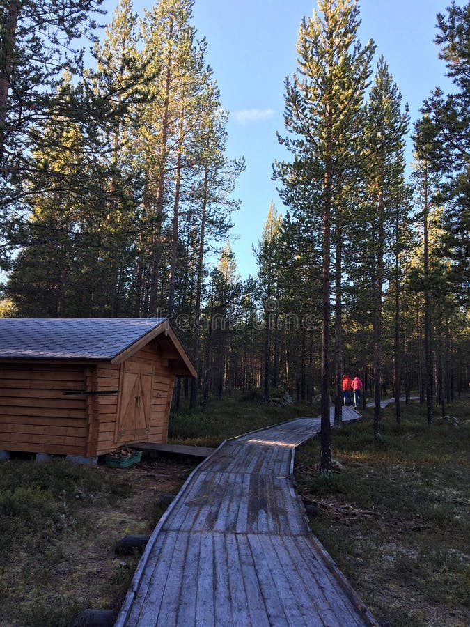 Walk stock photo. Image of nature, forest, path, obscurity - 137430144