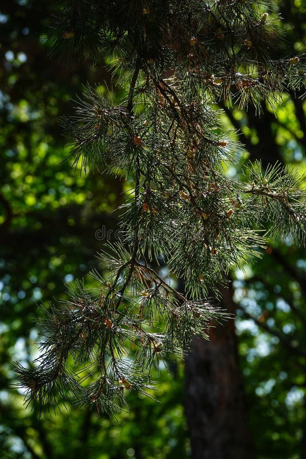 A walk through the Riviera Park in Bucharest