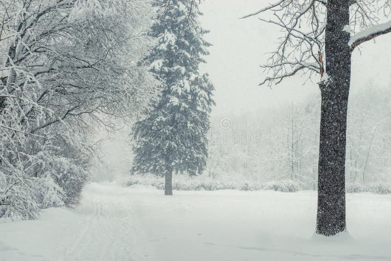 Walk through the snowy winter forest in a blizzard