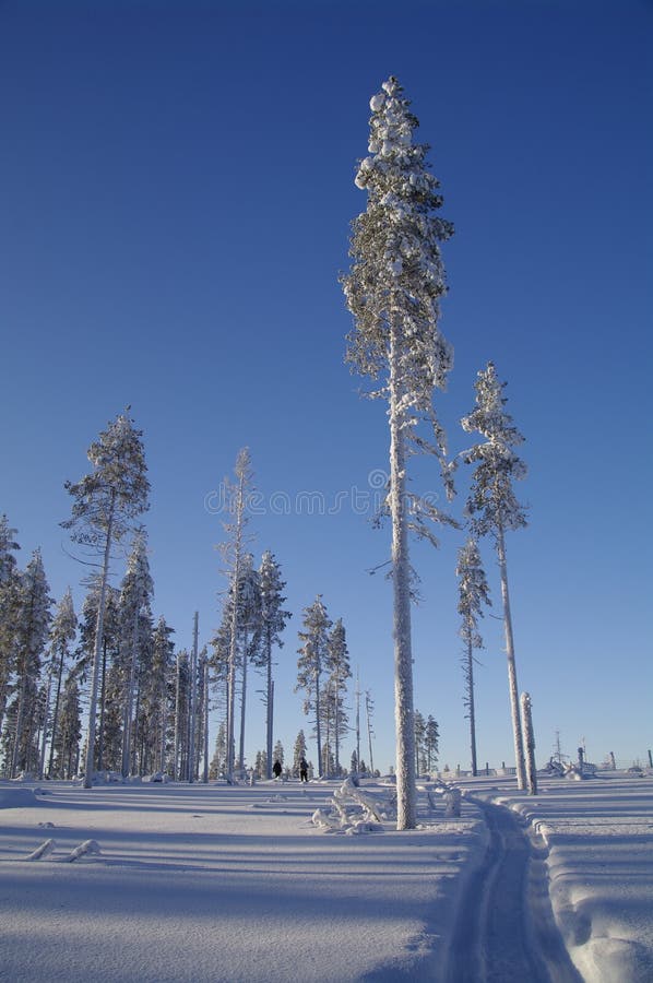 Walk through a sunny swedish Winter wonderland stock image