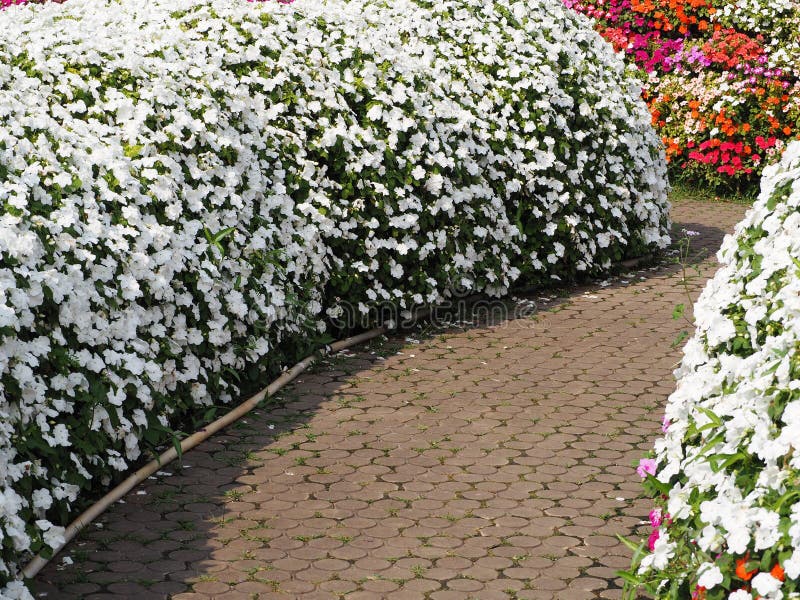 Walk Way in Field of Impatiens Walleriana Flowers Called Balsam, Flowerbed  of Blossoms in Pink,white and Red Impatiens Walleriana Stock Photo - Image  of botany, beautiful: 175382104