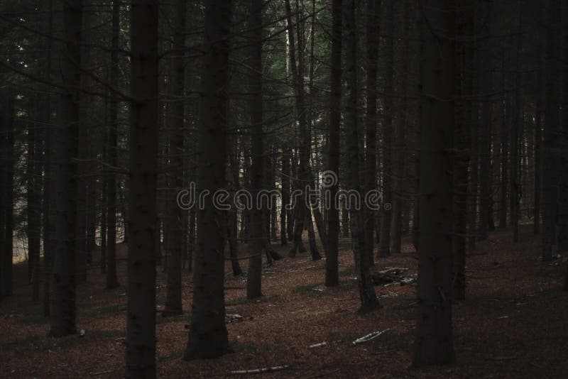 walk-woods-opens-different-finds-dark-pine-forest-138103853.jpg