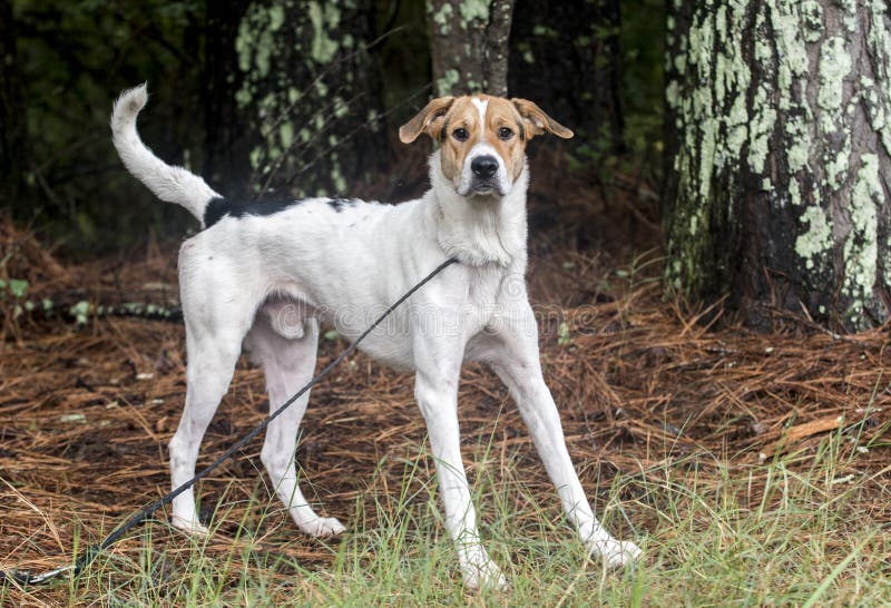 Scared white and tan Walker Coonhound mix dog outdoors in pine woods on lea...