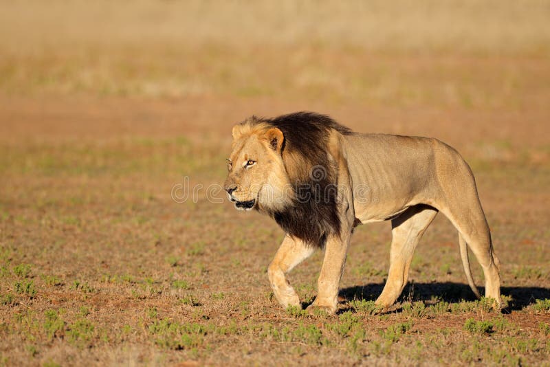 Walking African lion royalty free stock photos Walking African lion royalty free stock photos