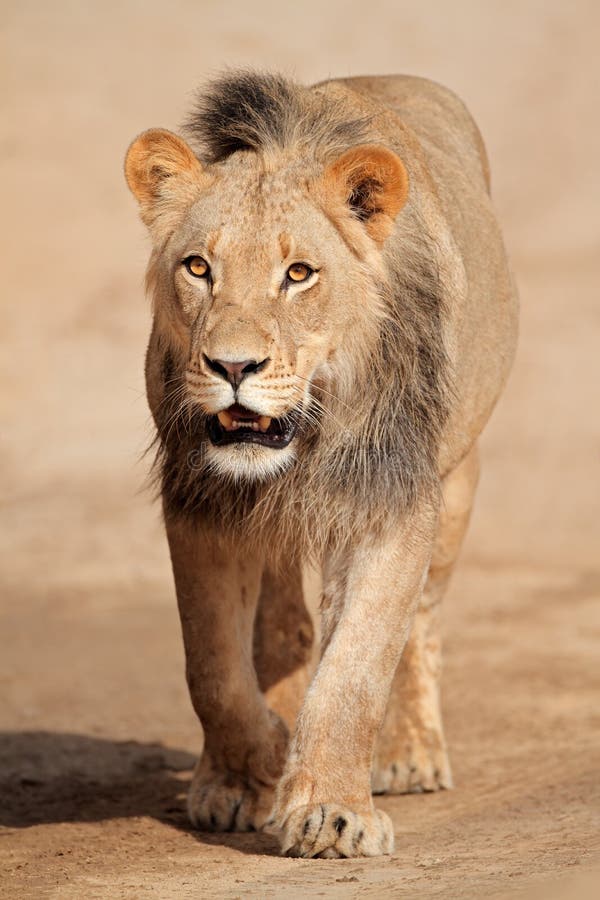 Walking African lion royalty free stock images Walking African lion royalty free stock images