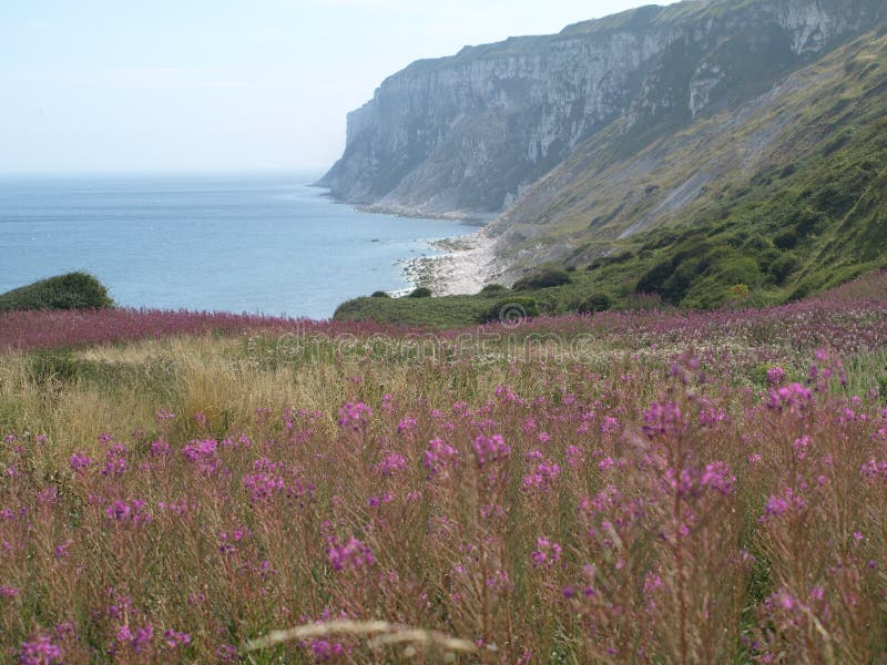 Walking along the the coastal path from bempton cliffs to filey.