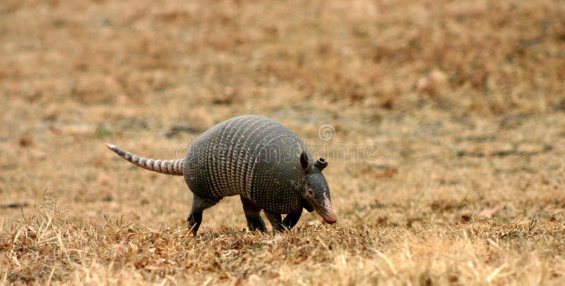 Walking Armadillo royalty free stock photography