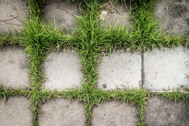 Concrete block with green grass for texture background royalty free stock image Concrete block with green grass for texture background royalty free stock image