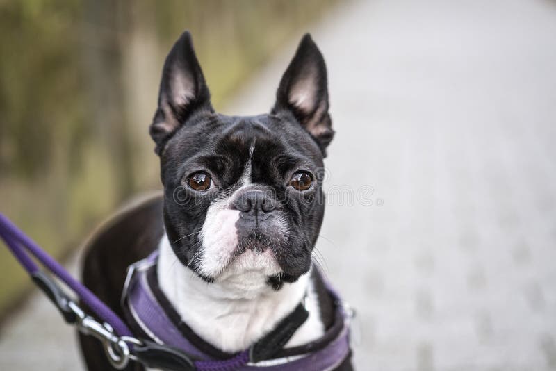 Walking with a Boston Terrier Stock Image Image of outdoor, purebred