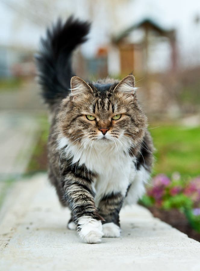 Walking cat stock photo. Image of eyeys, playful, studio - 8428718