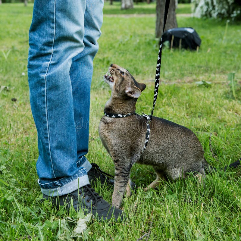 Walking with cat stock image. Image of together, safety 55407731