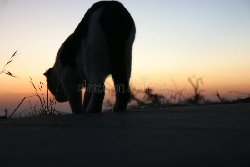 Walking Cat Silhouette