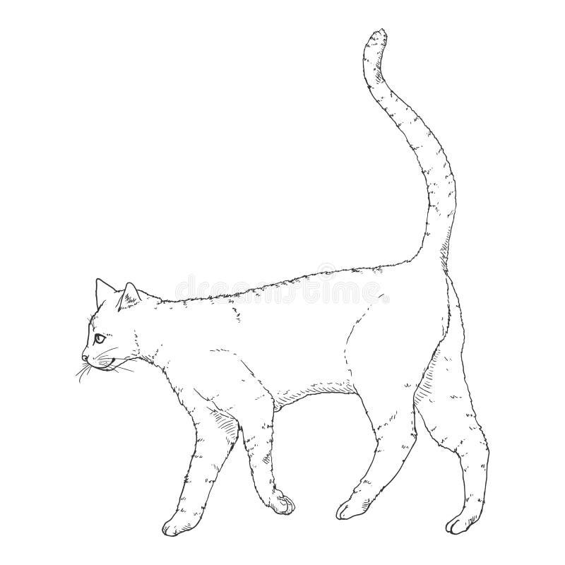Creative Alone Cat Walking Away Sketch Drawing with simple drawing