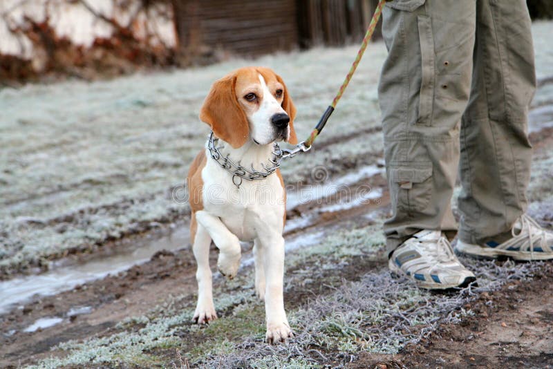 Walking with dog