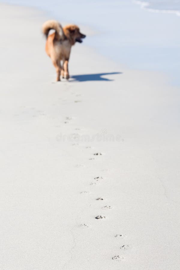 Walking dog at the beach royalty free stock images