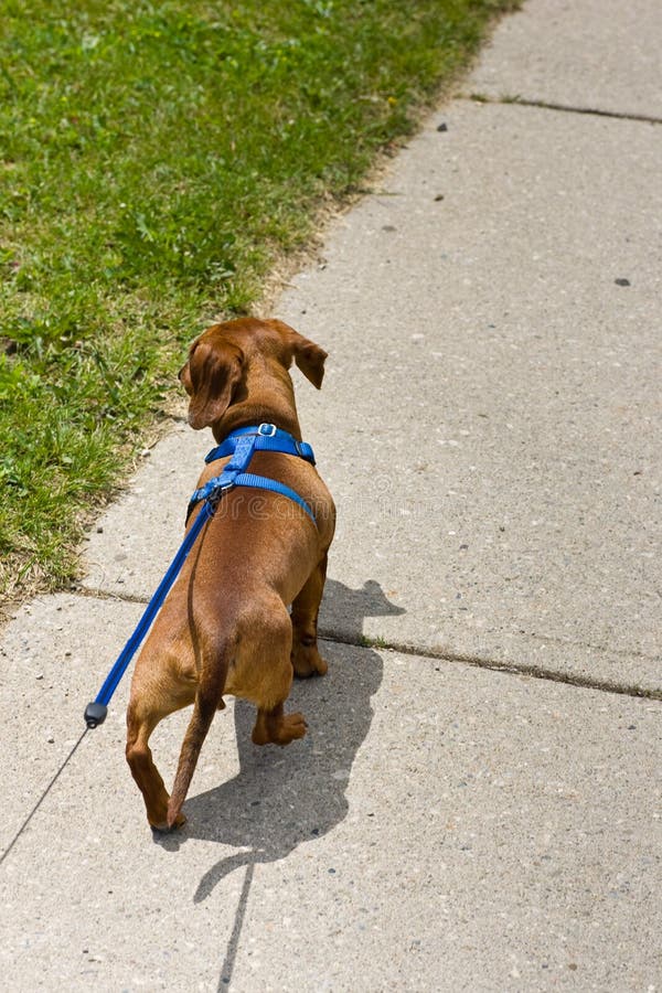 Walking the dog on leash stock image. Image of dachshund 14499505