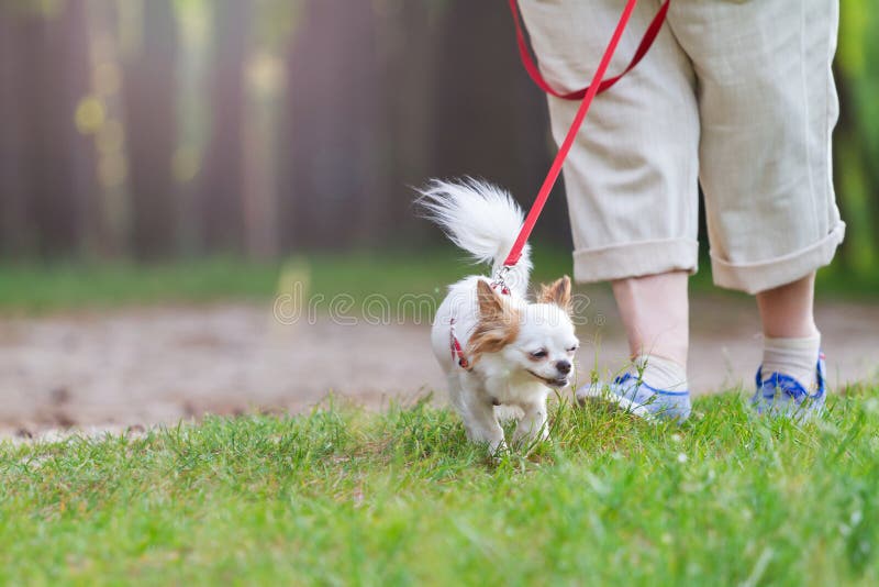 Walking the Dog in the Park during the Quarantine Stock Image Image