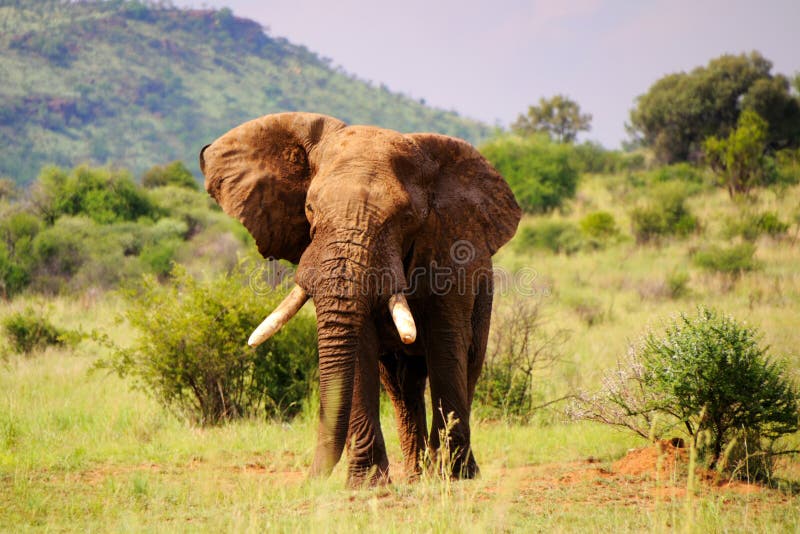 Walking elephant