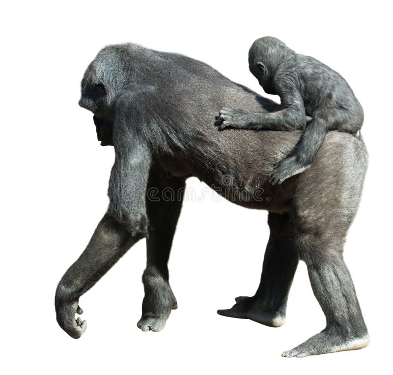 Walking Female Gorilla with Baby Stock Photo Image of black, wild 41228962