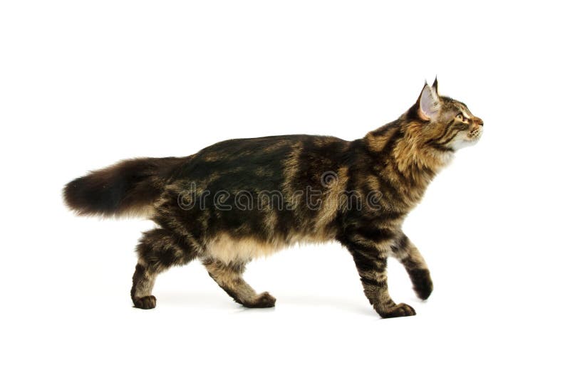 Walking maine coon cat