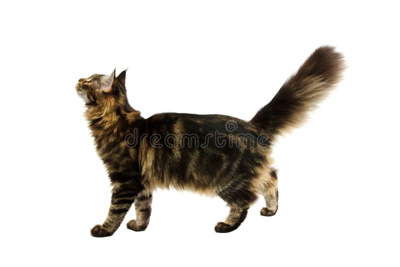 Walking maine coon cat