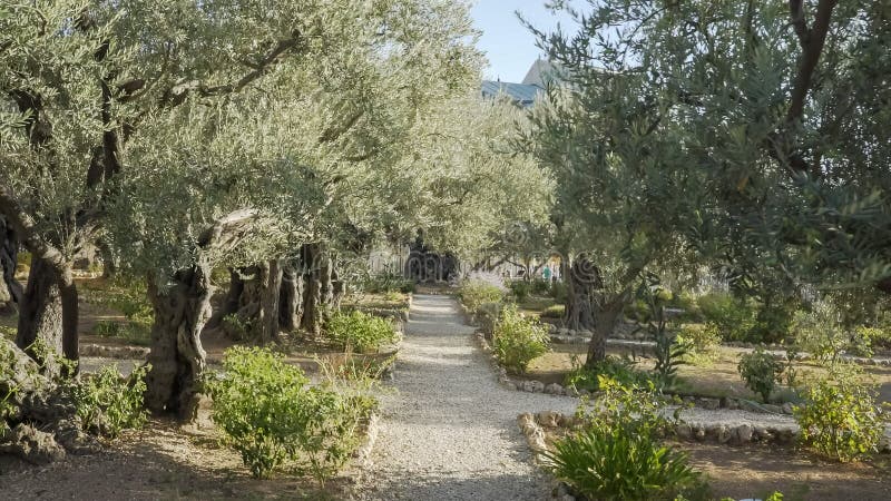 Walking Path And Olive Trees In Garden Of Gethsemane Stock Photo