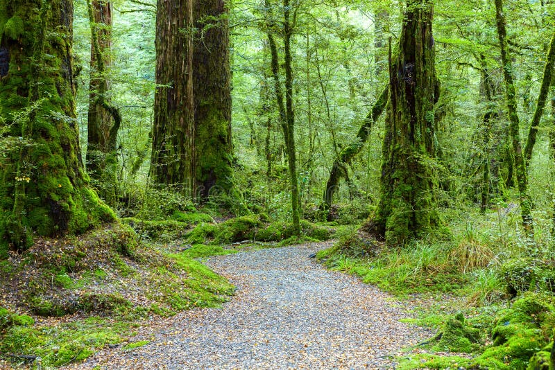 Walking route in the temperate rainforest, Fiordland National Park, South Island, New Zealand stock photos Walking route in the temperate rainforest, Fiordland National Park, South Island, New Zealand stock photos