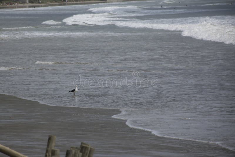 Walking Seagull