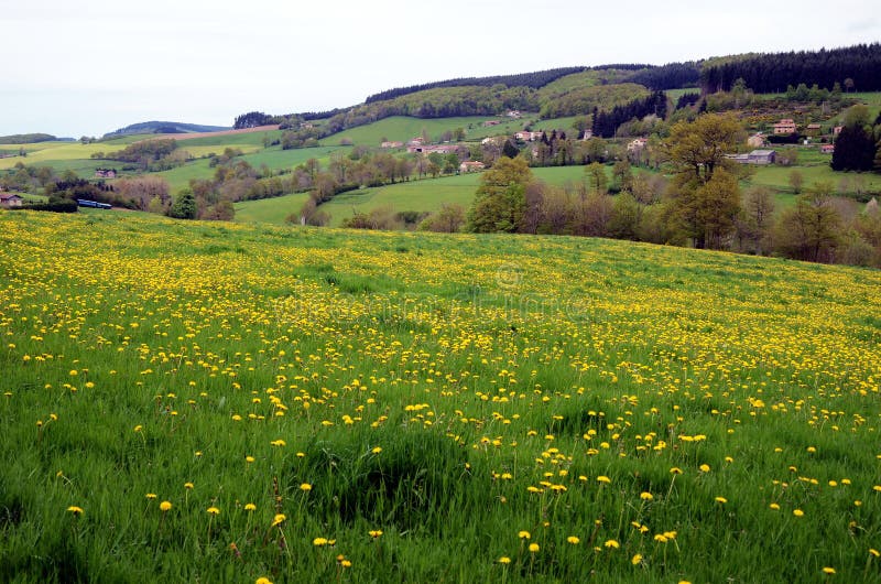 Walking trail in French countryside with beautiful view on green flowering hills, France. Dandelion fields stock photos Walking trail in French countryside with beautiful view on green flowering hills, France. Dandelion fields stock photos